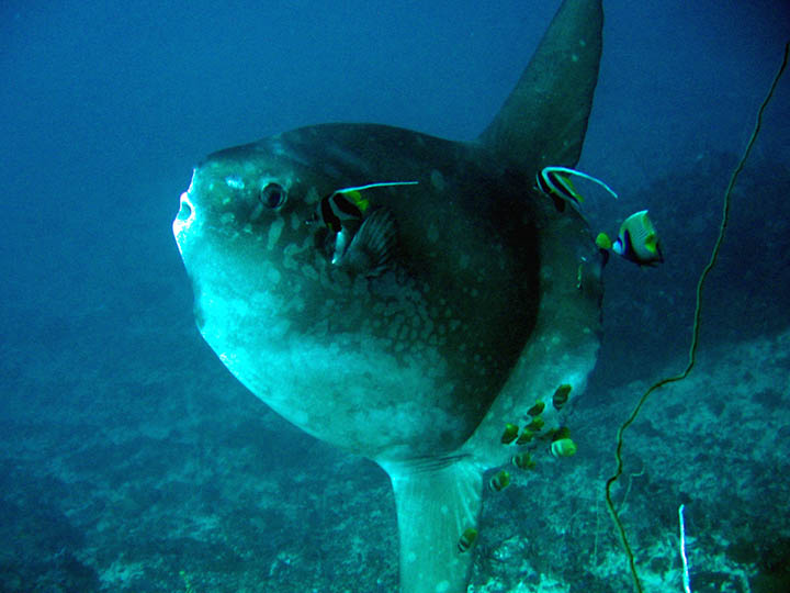 Dive Bali with sunfish